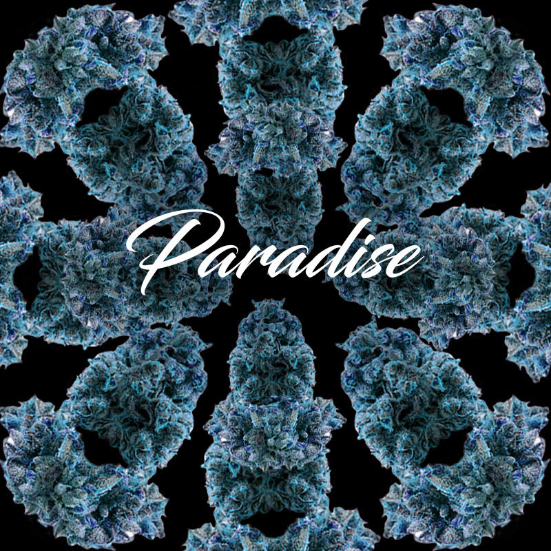 Paradise 1000mg